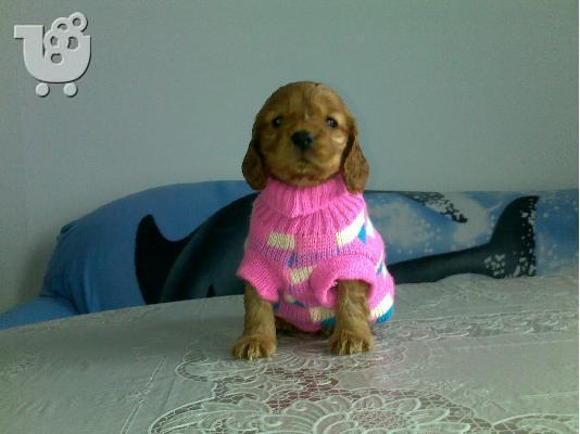 Αγγλικός Κόκερ Σπάνιελ -350 euro